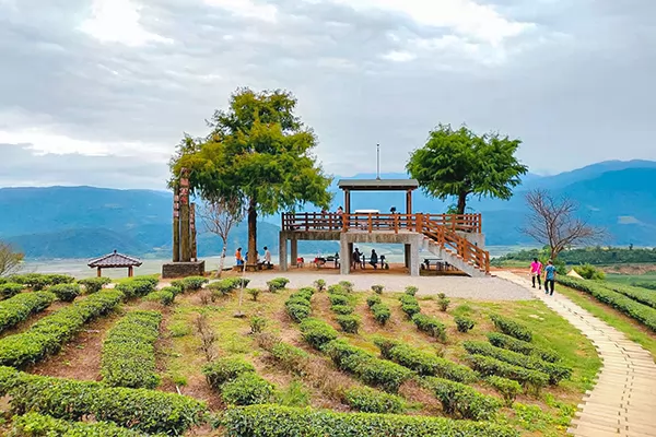 玉蘭茶園的層層茶山